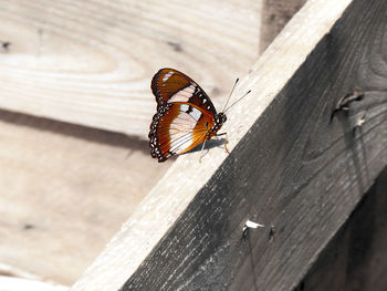 High angle view of danaid eggfly butterfly on wooden plank desaturated 