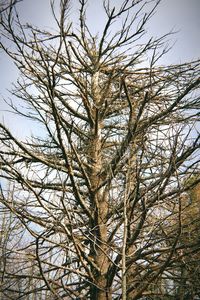 Low angle view of bare tree against sky