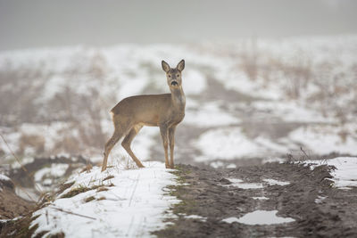 Deer standing on field