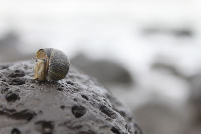 Close-up of snail