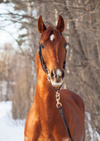 Portrait of horse standing against bare trees during winter