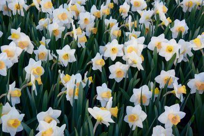 Close-up of white daffodil flowers