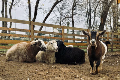 Sheep in a field