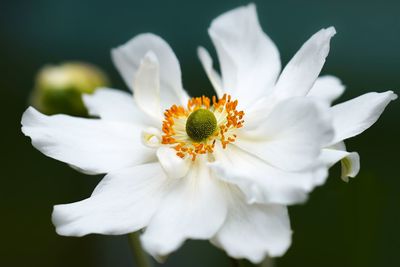 Close-up of white flowering plant