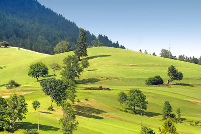 High angle view of trees growing on hill on sunny day