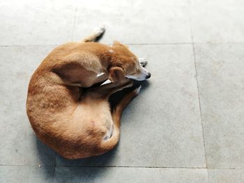 High angle view of dog sleeping