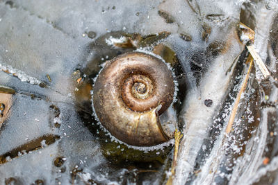 Close-up of a turtle