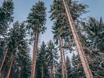 Low angle view of pine trees in forest against sky