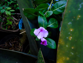 Close-up of purple flowering plant