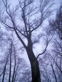 bare tree