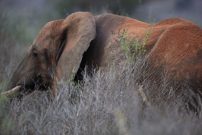 Close-up of elephant