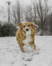 Dog running on snow covered field, red dog in snowy grass, fluffy dog outdoor