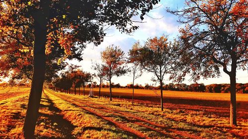 Trees on field against sky during autumn