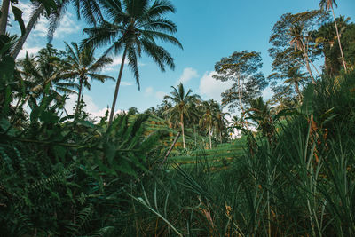 Palm trees on field against sky