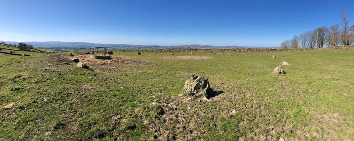 View of sheep on grassy field
