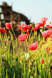 Close-up of red poppy flowers growing on field