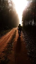Rear view of man riding bicycle on road in forest