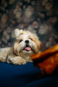 Close-up of dog