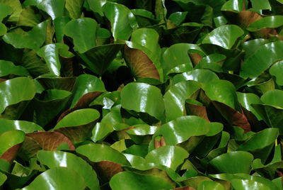 Low angle view of green leaves