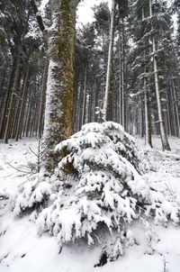 Snow covered trees in forest