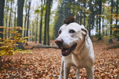 Dog with pine cone looking away in forest during autumn