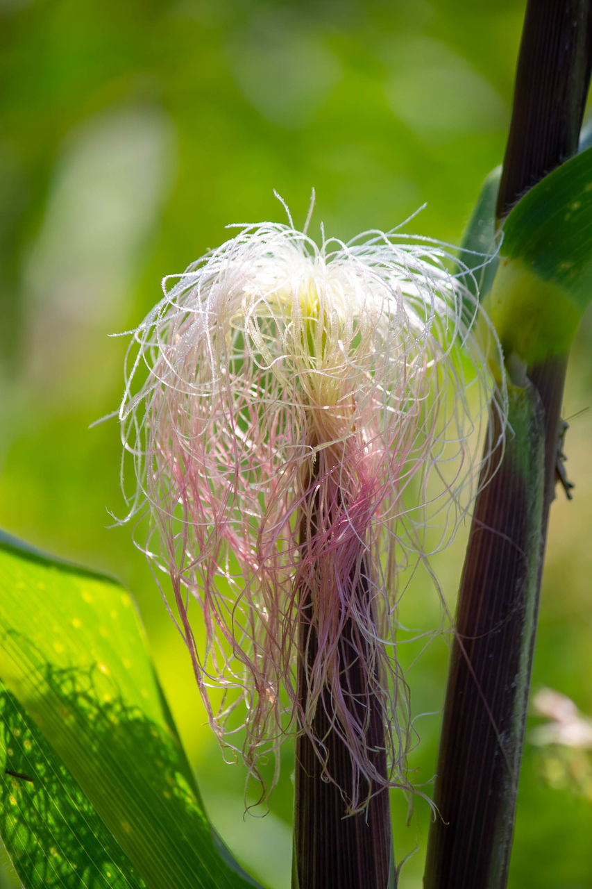 CLOSE-UP OF FLOWERING PLANT ON LAND