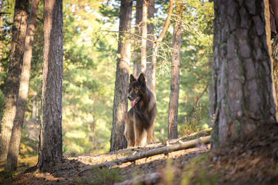 German shepherd dog