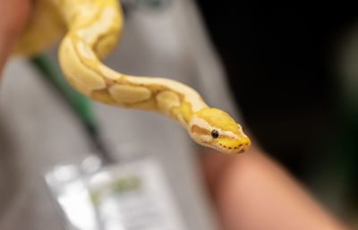 Close-up of a lizard on a hand