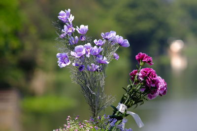 Close-up of purple flowering plant