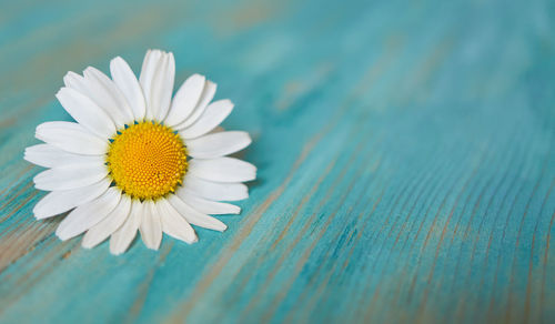 Close-up of white daisy on table