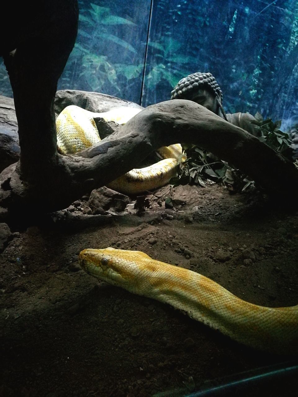 LOW SECTION OF PERSON WITH LIZARD ON SEA