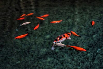 View of koi fish in water