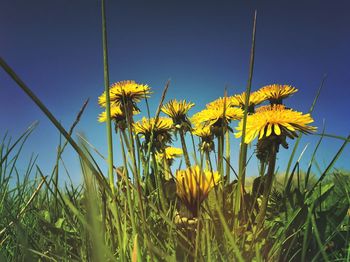 Low angle view of flowers blooming on field against clear sky