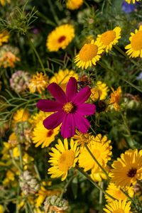 flowering plant