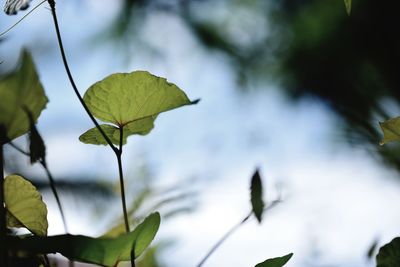 Close-up of fresh green leaves