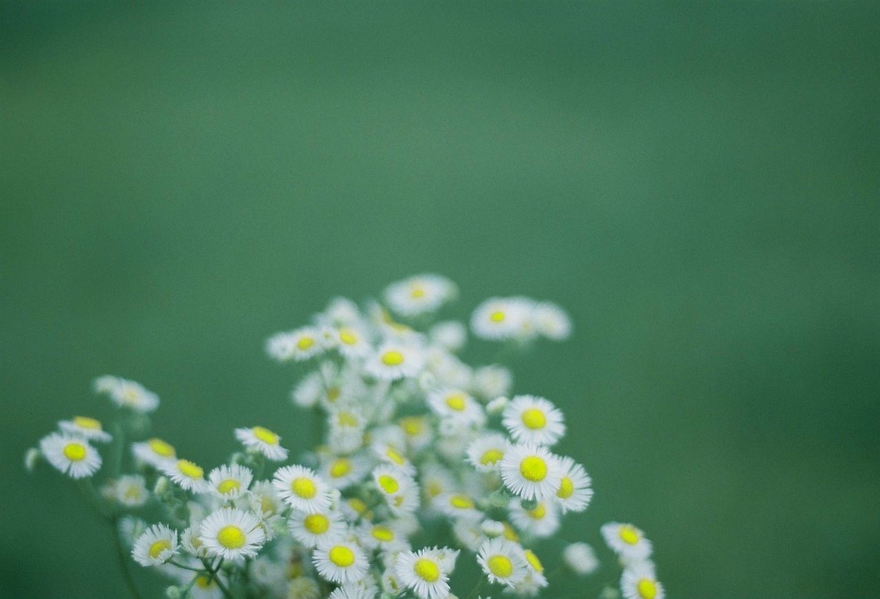 flower, freshness, fragility, petal, growth, yellow, beauty in nature, flower head, nature, close-up, focus on foreground, blooming, plant, selective focus, white color, daisy, in bloom, stem, outdoors, bud