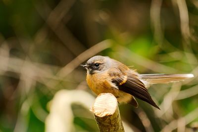 New zealand fantail bird in light forest.