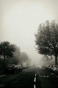 Road along trees