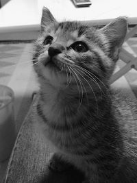 Close-up portrait of cat sitting at home