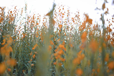 Close-up of water drops on field against sky