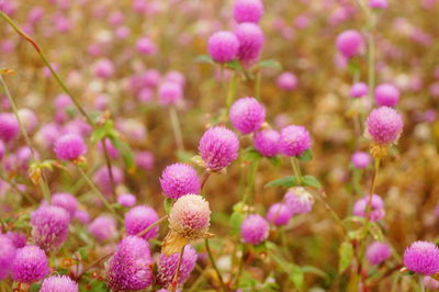 Close-up of pink flowering plants on field