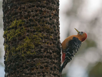 Close-up of bird perching on tree trunk