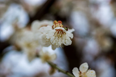 Close-up of white cherry blossom