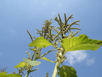 Low angle view of plant against blue sky