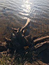 High angle view of driftwood at lakeshore