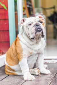 Close-up of a dog looking away