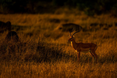 Deer standing on field