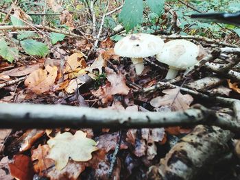 Close-up of mushroom growing on field