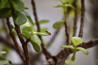 Close-up of insect on leaf