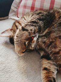 Close-up of cat resting